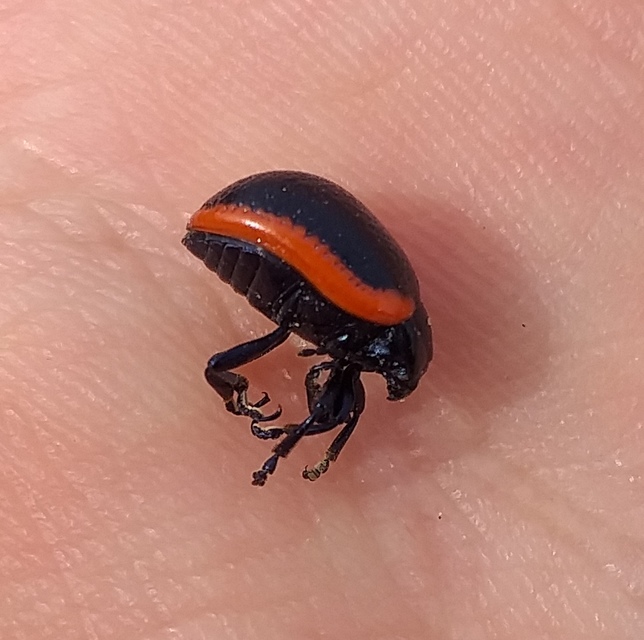 Chrysolina