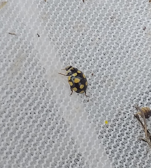 Coccinula quatuordecimpustulata - feketesárga katóka