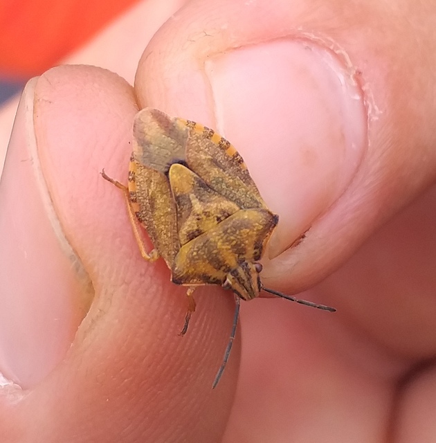 Carpocoris