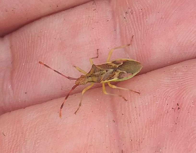 Gonocerus juniperi - boróka-karimáspoloska