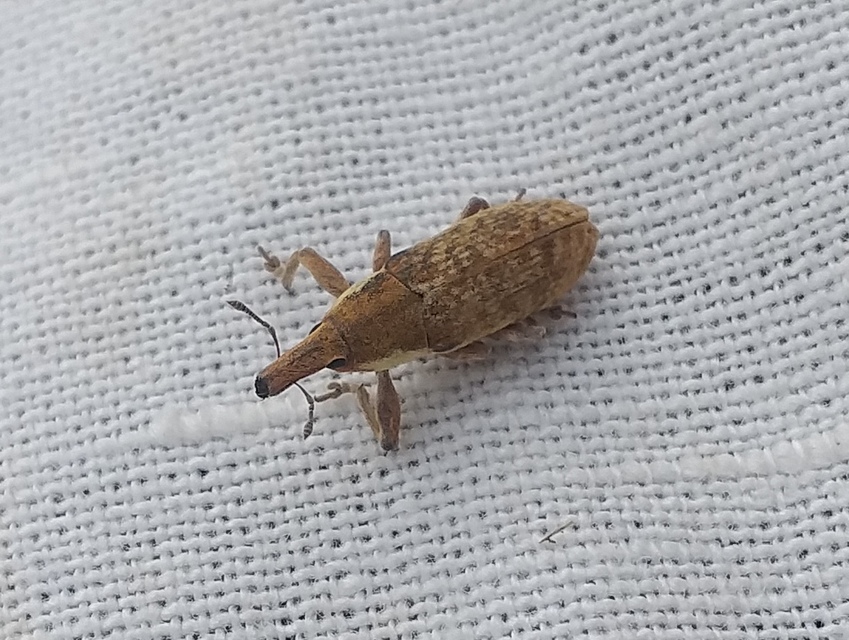 Lixus vilis - gémorr-dudvabarkó