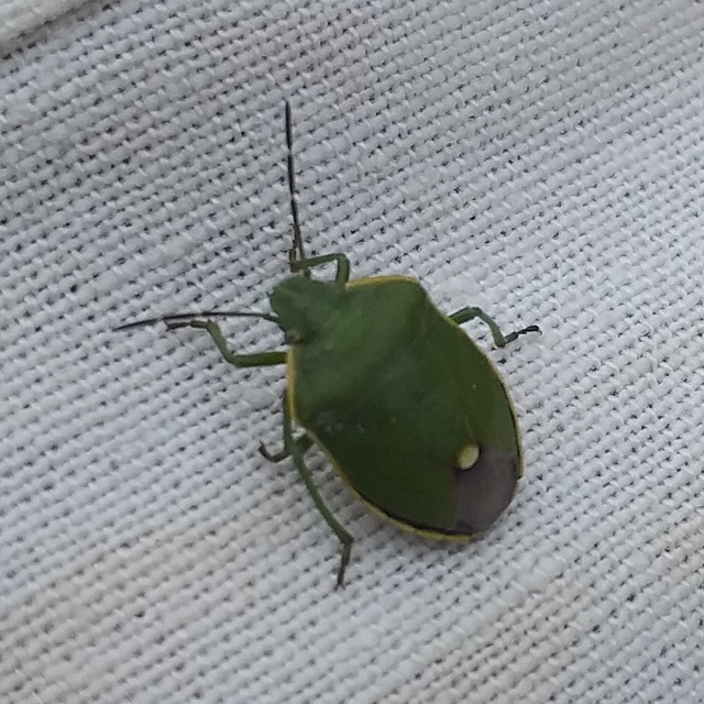 Chlorochroa juniperina - zöld borókapoloska Chlorochroa juniperina - zöld borókapoloska