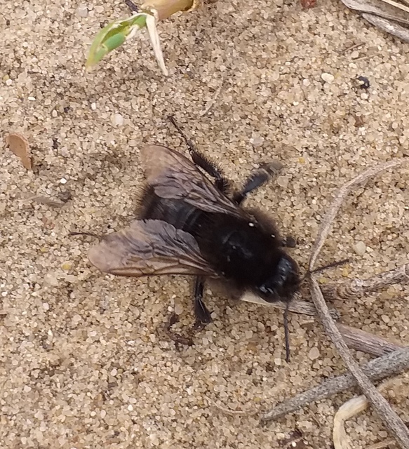 Xylocopa