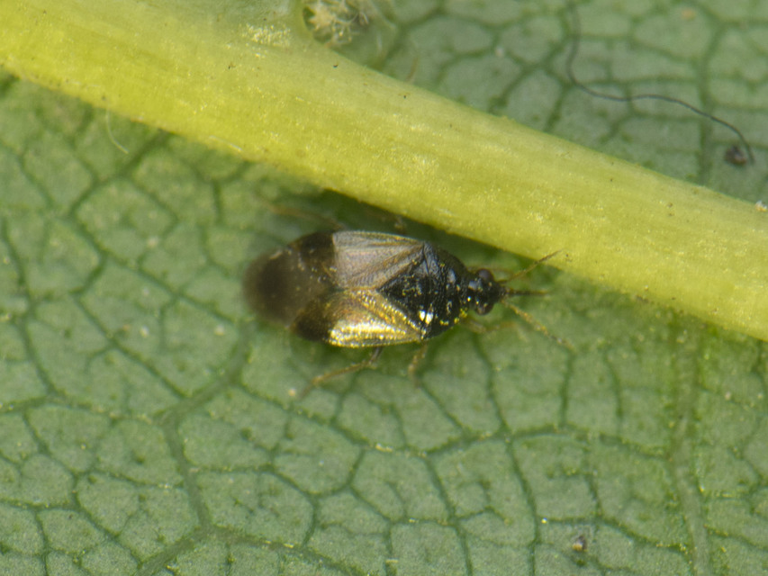 Anthocoridae - virágpoloskák Anthocoridae - virágpoloskák