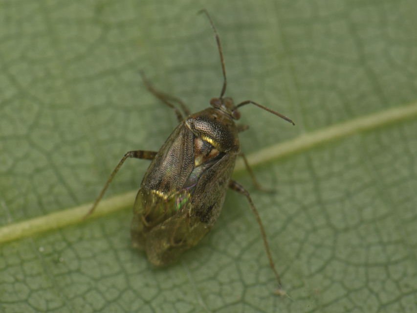 Lygus rugulipennis - molyhos mezeipoloska