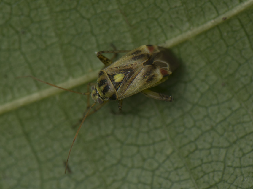 Polymerus vulneratus Polymerus vulneratus