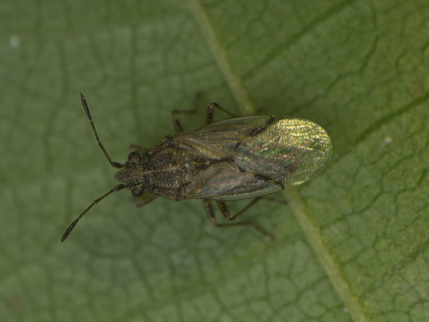 Rhopalidae - üvegpoloskák