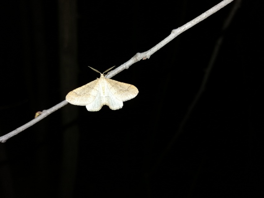 Agriopis marginaria - sárgás téliaraszoló