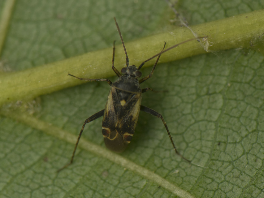 Polymerus Polymerus