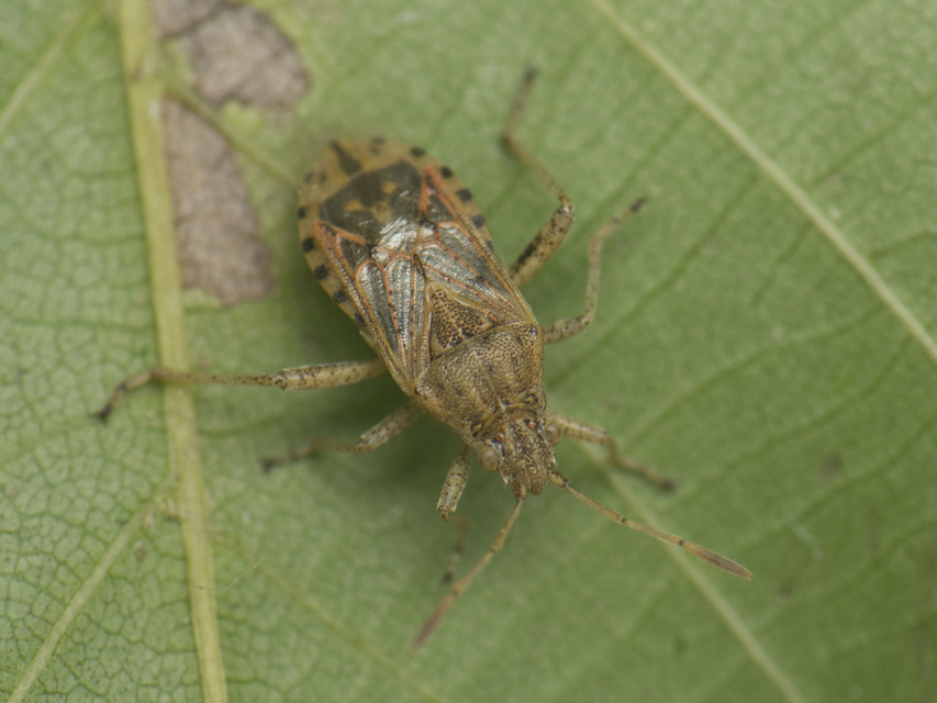 Stictopleurus Stictopleurus