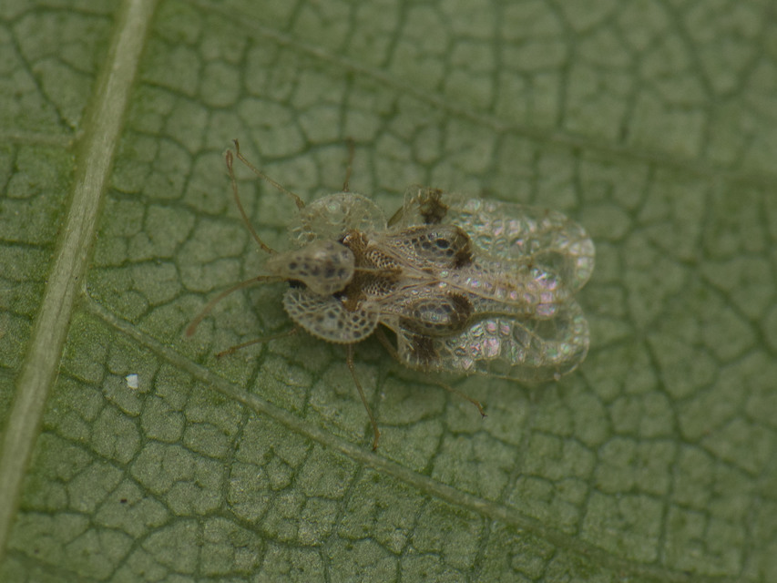 Corythucha arcuata - tölgy-csipkéspoloska