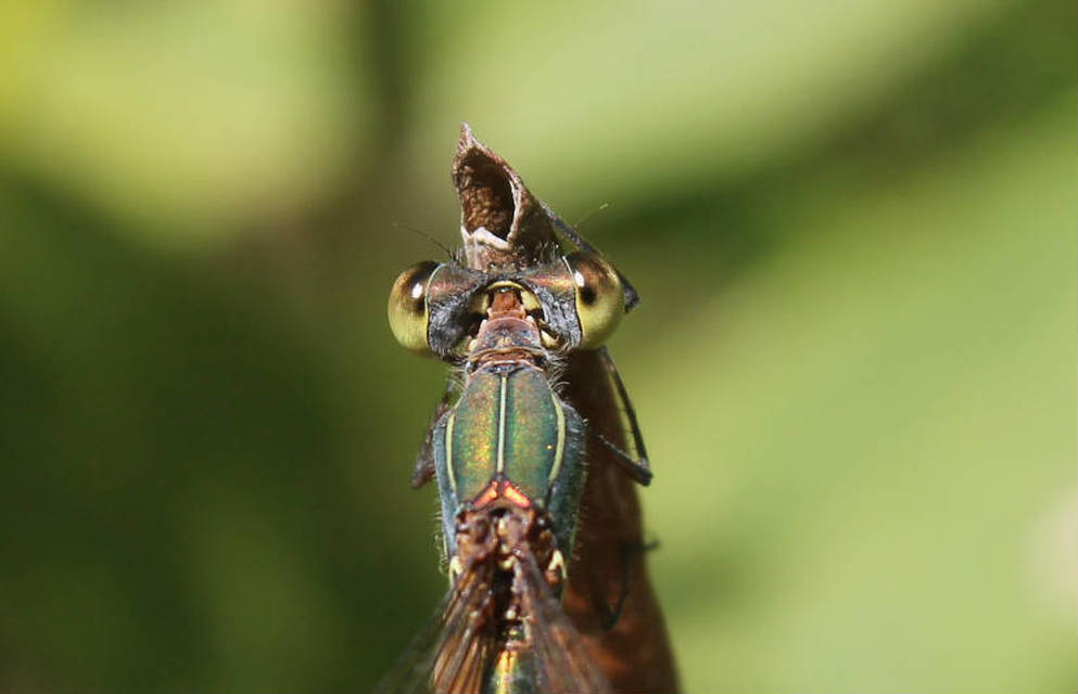 Chalcolestes viridis/parvidens