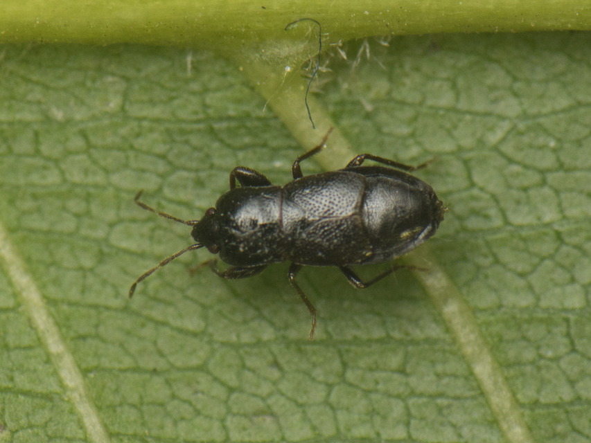 Plinthisus longicollis - magyar bodobács