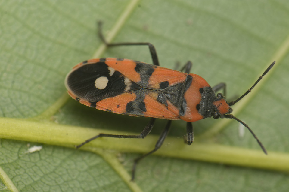 Lygaeus equestris/simulans