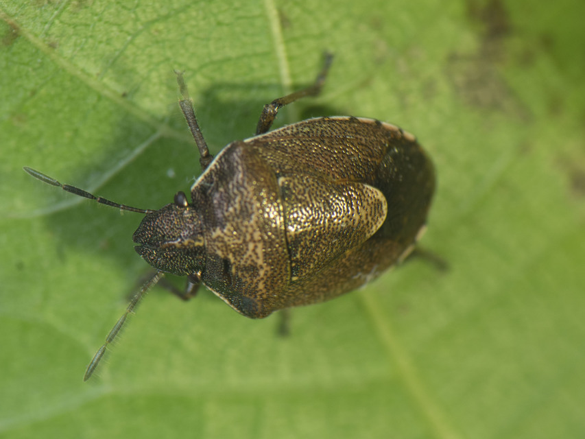 Rubiconia intermedia - bronzos címerespoloska Rubiconia intermedia - bronzos címerespoloska