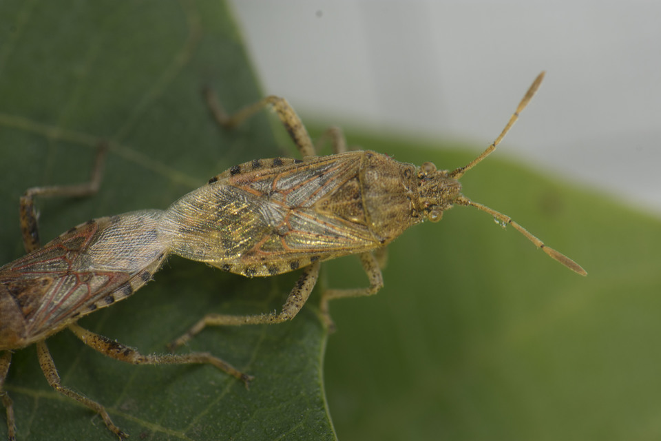Rhopalidae - üvegpoloskák