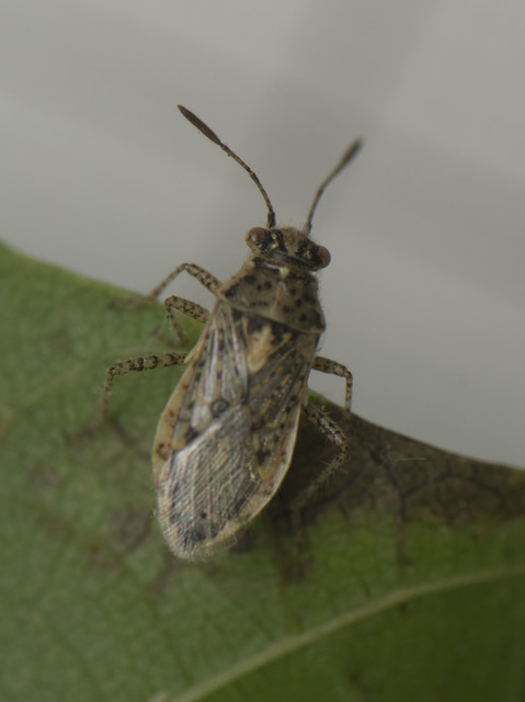 Rhopalidae - üvegpoloskák