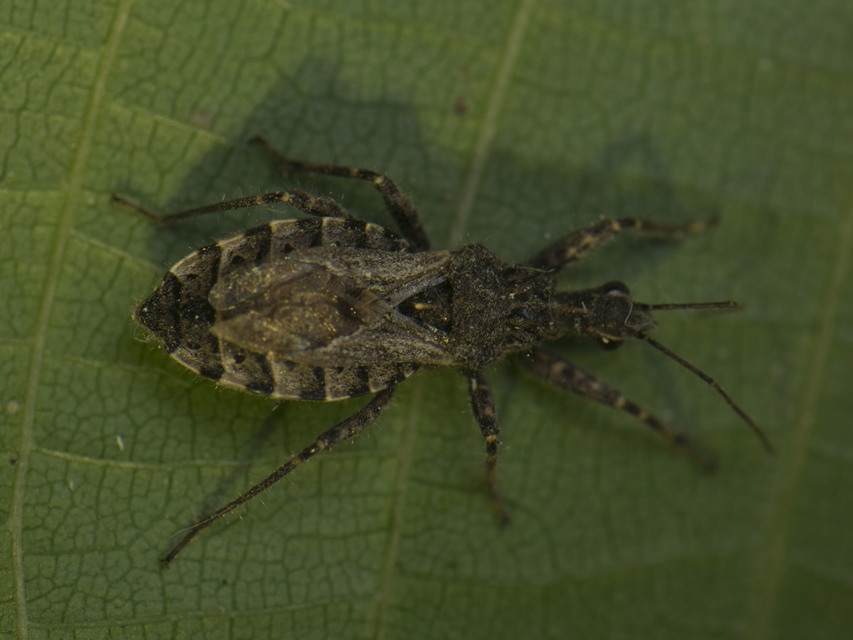 Coranus