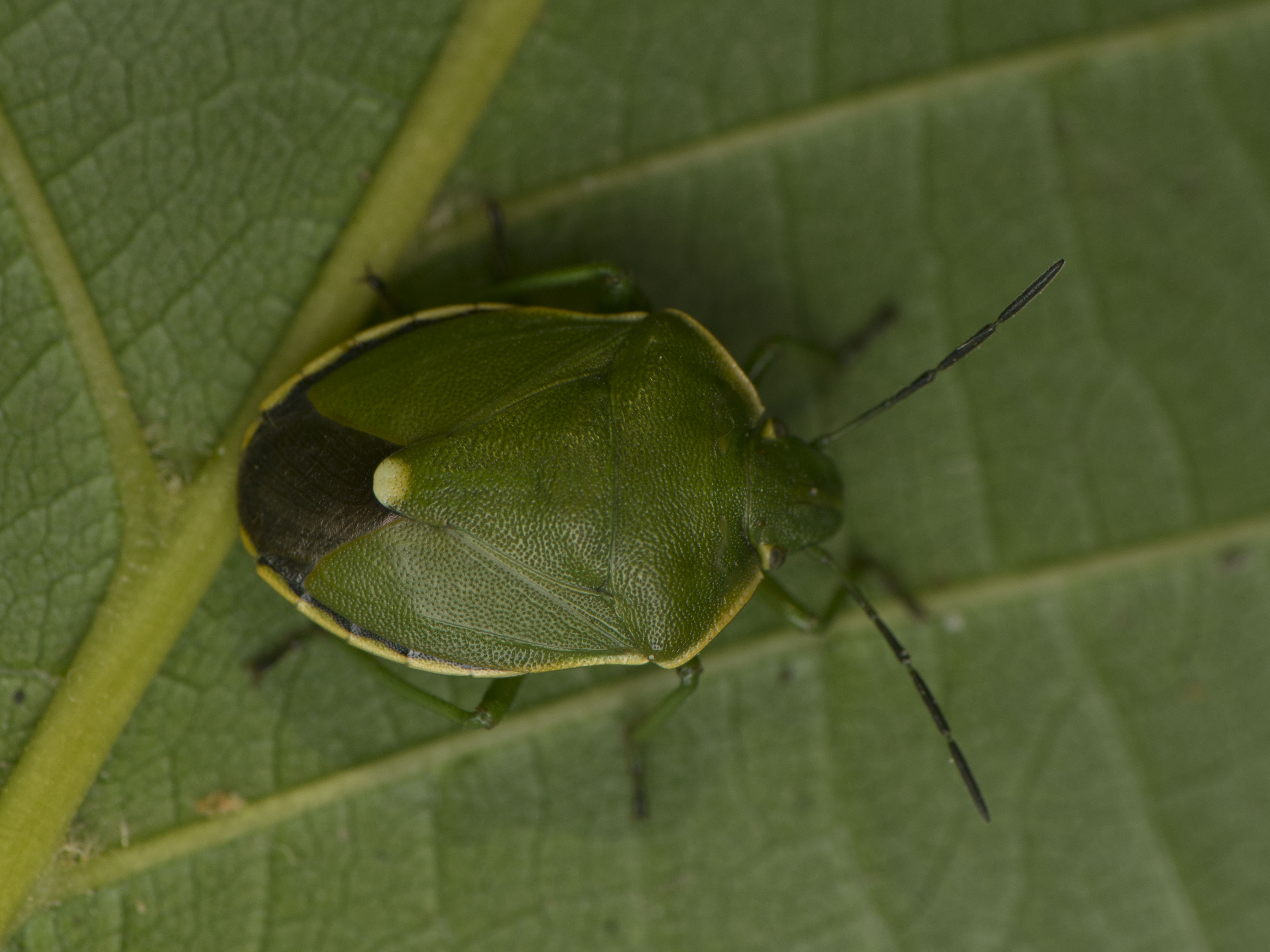 Chlorochroa juniperina - zöld borókapoloska