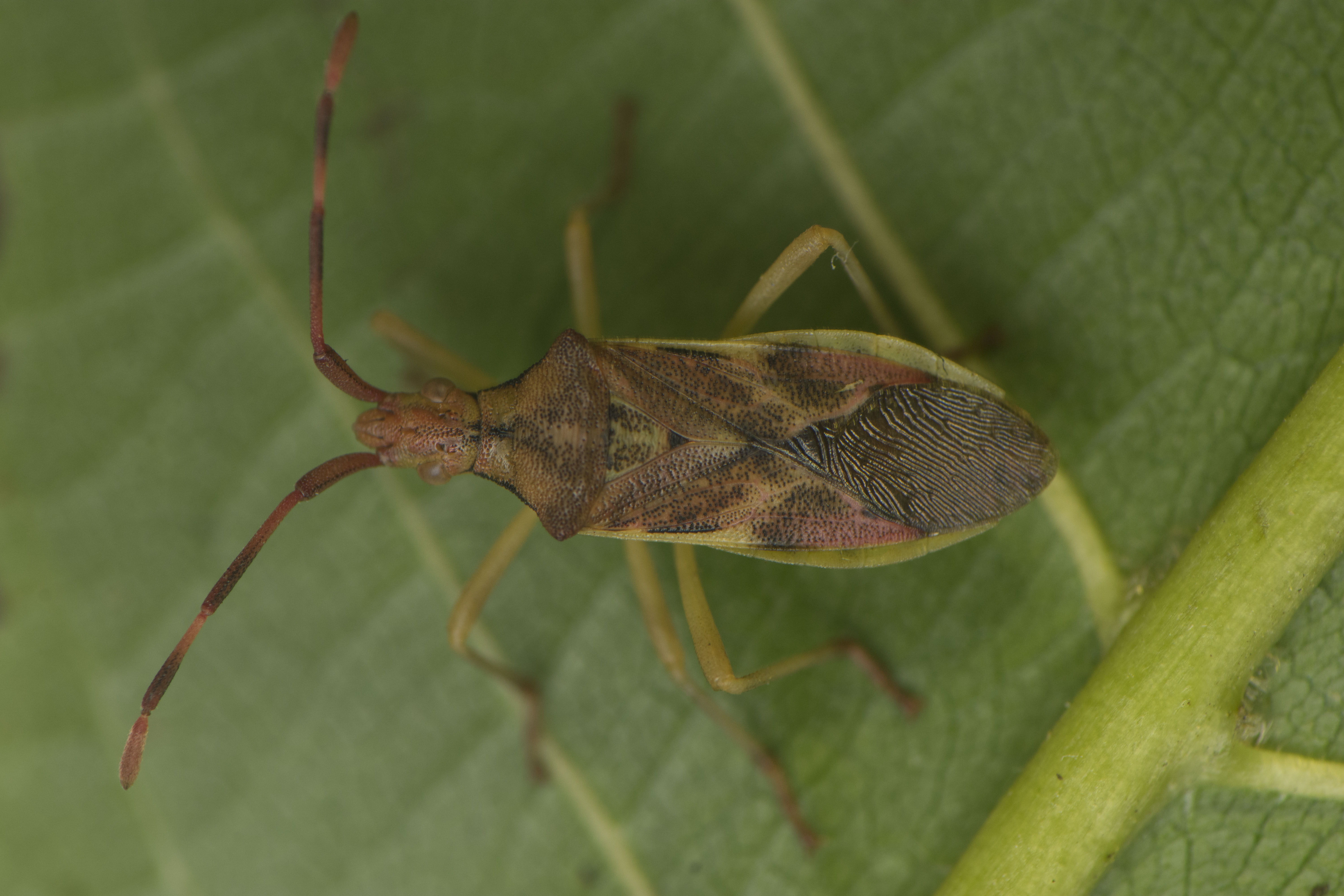 Gonocerus juniperi - boróka-karimáspoloska