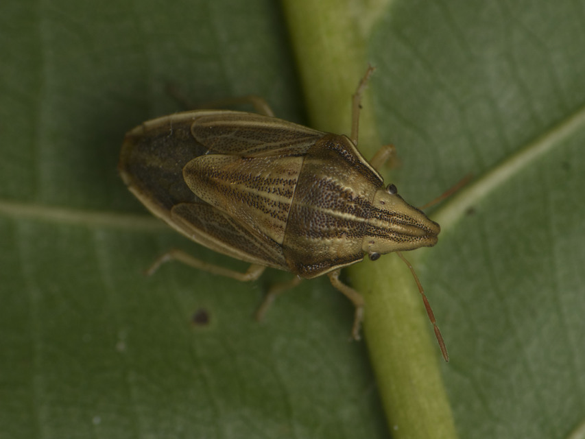 Aelia acuminata - közönséges szipolypoloska Aelia acuminata - közönséges szipolypoloska