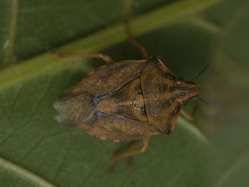 Carpocoris