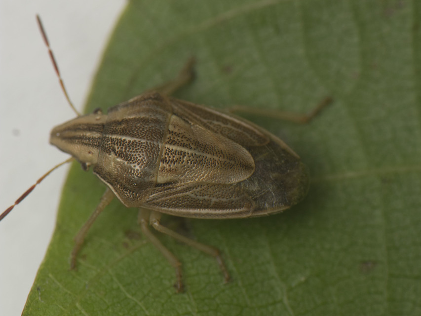 Aelia acuminata - közönséges szipolypoloska Aelia acuminata - közönséges szipolypoloska
