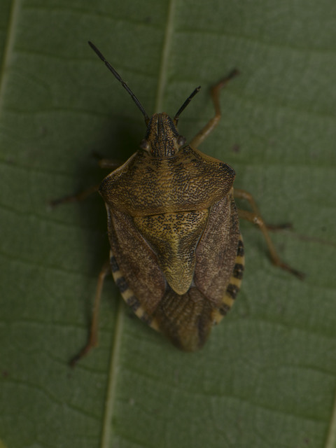 Carpocoris