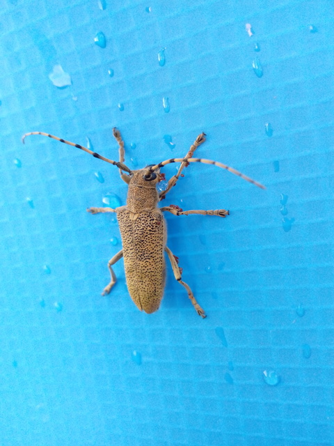 Saperda carcharias - nagy nyárfacincér