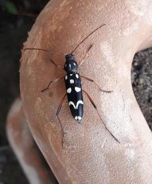 Isotomus speciosus - nyírfa-darázscincér