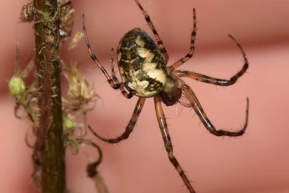 Metellina mengei