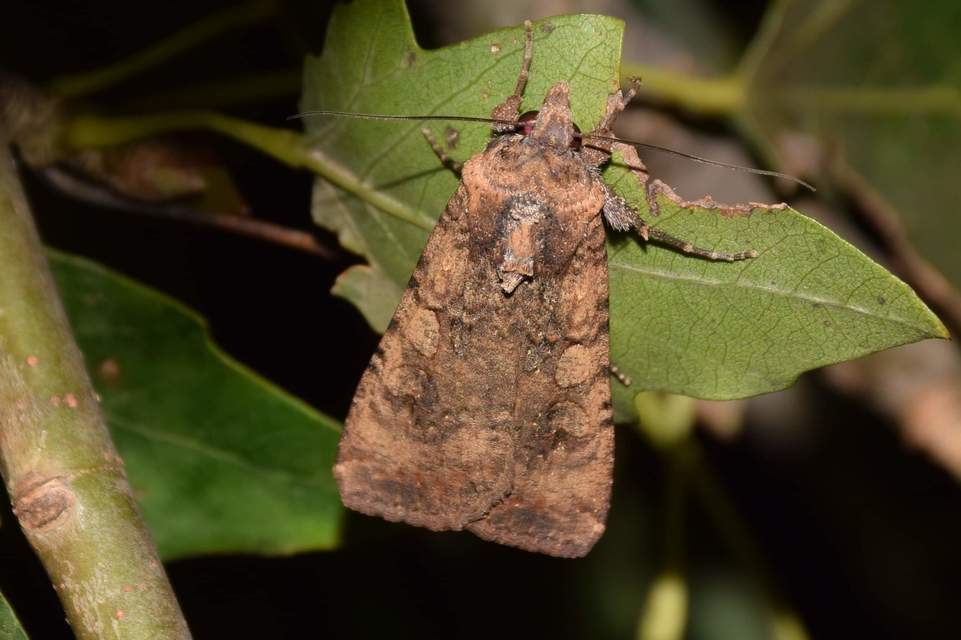 Peridroma saucia - vándor földibagoly