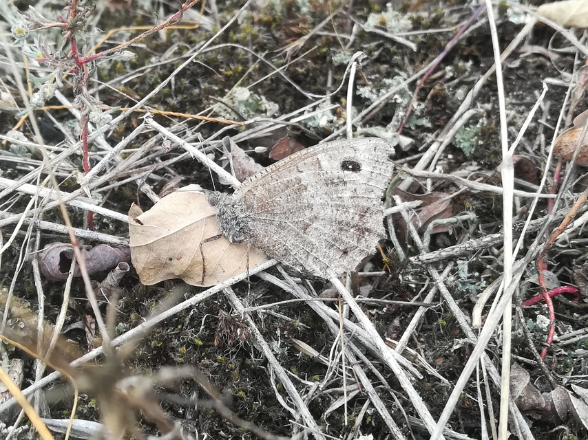 Arethusana arethusa - közönséges szemeslepke