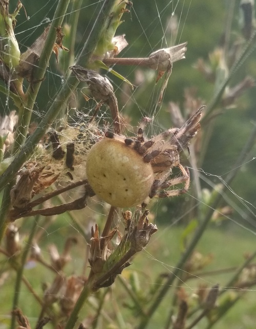 Araneus quadratus - négyes keresztespók