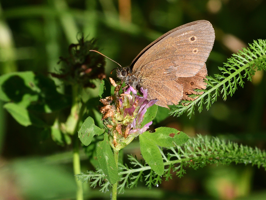 Aphantopus hyperanthus - közönséges ökörszemlepke