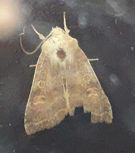 Cirrhia ocellaris - fakó sárgabagoly