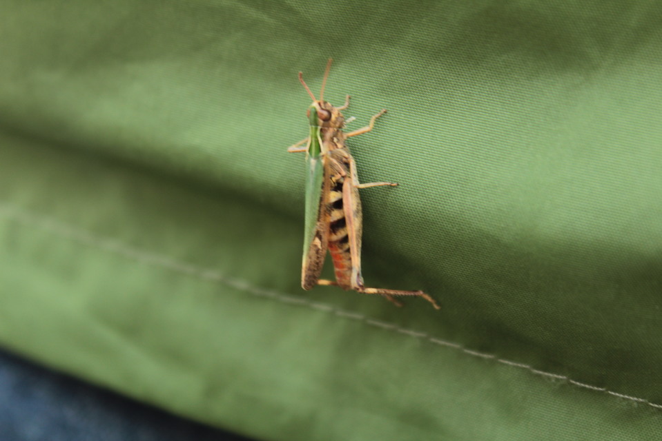 Omocestus rufipes - vöröshasú tarlósáska