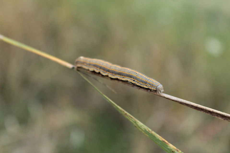 Anophia leucomelas - déli folyófűbagoly