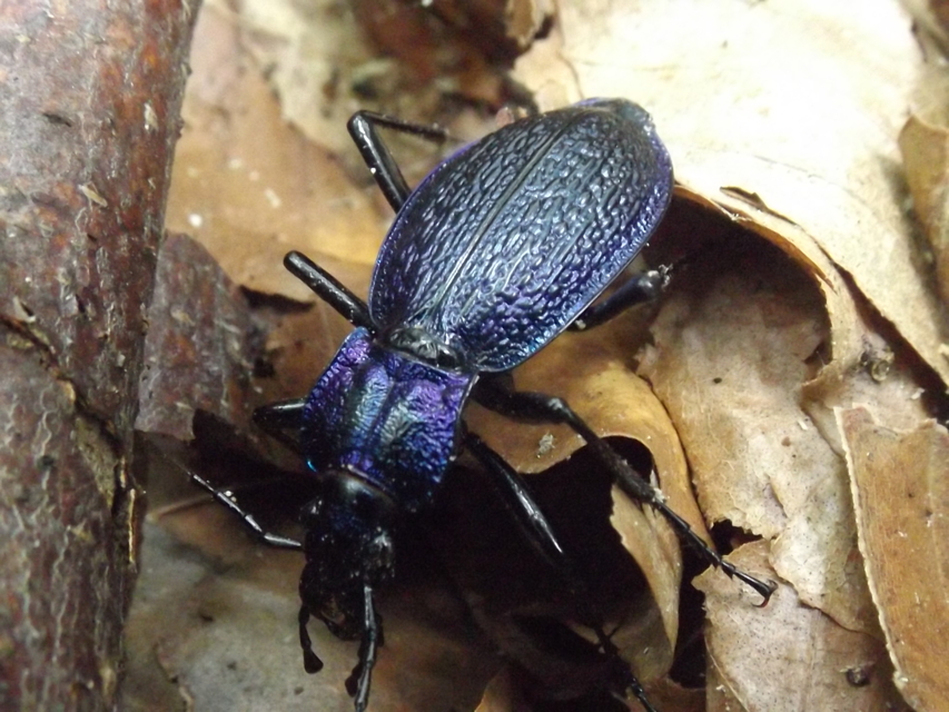 Carabus intricatus - kék laposfutrinka
