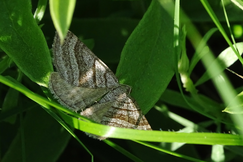 Scotopteryx coarctaria - vonalkás araszoló