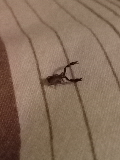 Pseudoscorpionida - Álskorpiók
