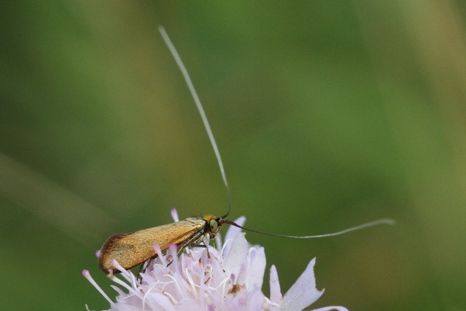 Adelidae - hosszúcsápú-tőrösmolyfélék