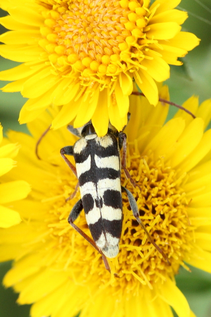 Echinocerus floralis - lucerna-darázscincér