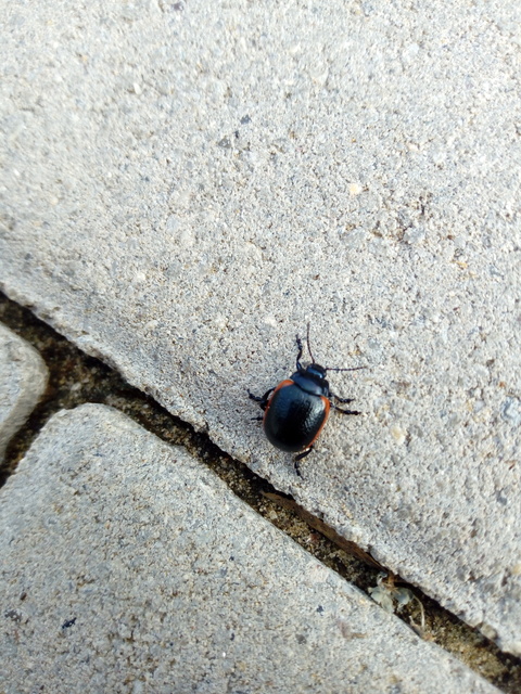 Chrysolina rossia - trapézhátú szegélyeslevelész