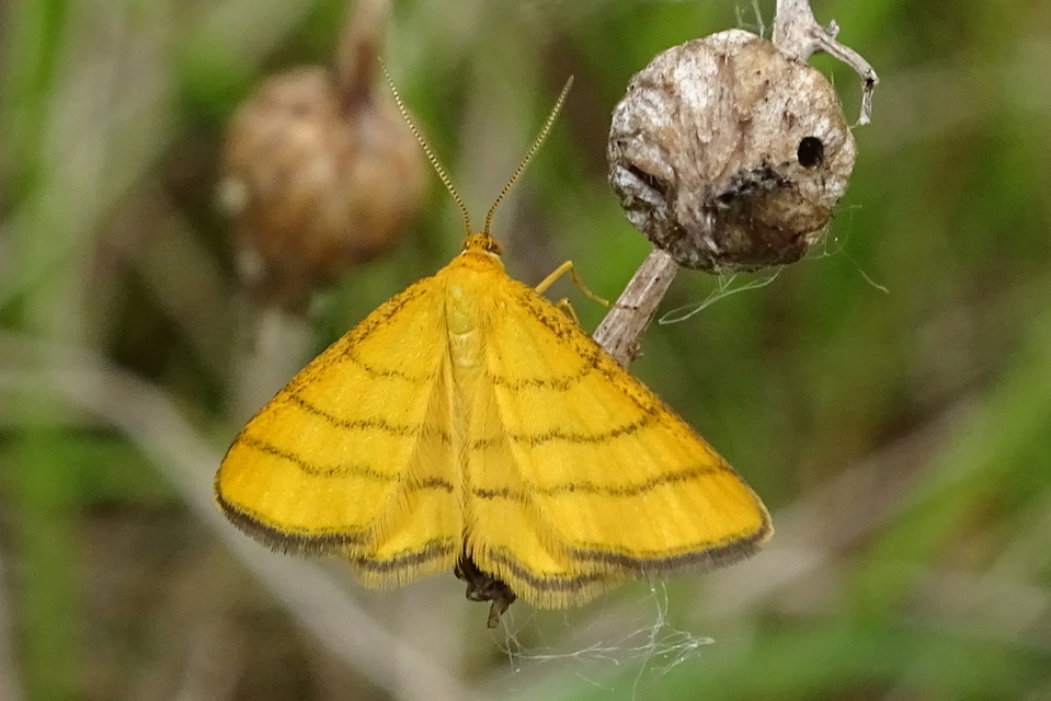 Idaea aureolaria - aranyos sávosaraszoló