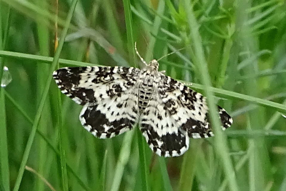 Epirrhoe tristata - gyászos tarkaaraszoló