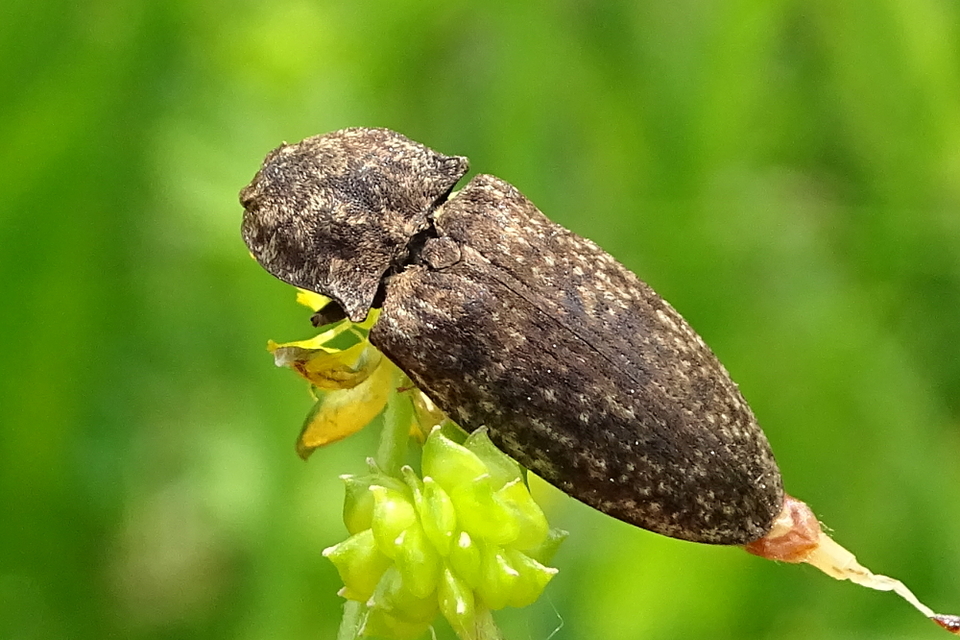 Agrypnus murinus - egérszínű pikkelyespattanó