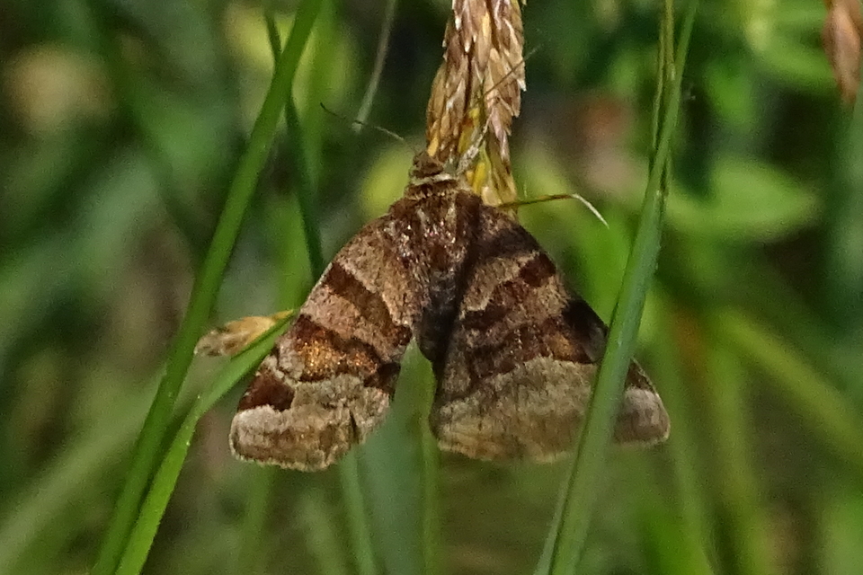 Euclidia glyphica - közönséges nappalibagoly