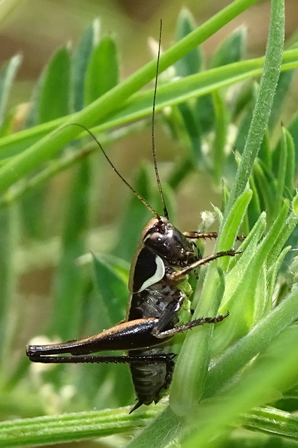 Pholidoptera fallax - galléros avarszöcske