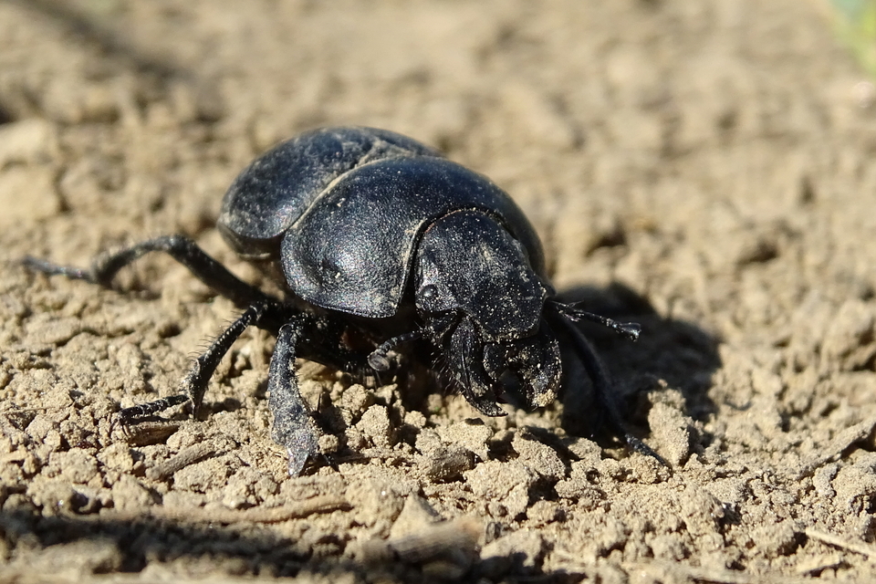 Lethrus apterus - nagyfejű csajkó